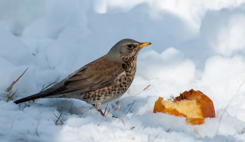 FieldFare, Turdus Pilaris, Juniper Thrush, Birds, Thrush, Garden, Meadow Orchard, Passeri,