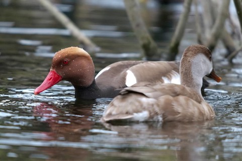 Common duck, netta rufina, red-crested pochard, anatidae, birds, ducks, ducks, ducks, female, male,