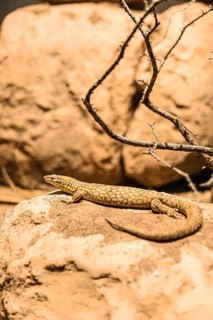 A brown and beige patterned lizard resting on a rock in a natural environment. Surrounding elements