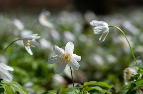 Anemone nemorosa, wood anemone, European thimbleweed, buttercup, ranunculaceae, flora, spring,