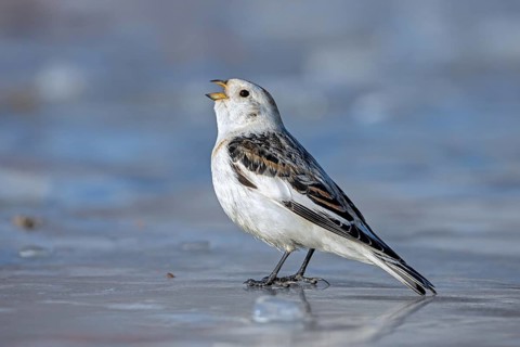 Snow bunting (Plectrophenax nivalis nivalis, Emberiza nivalis) male calling on the frozen tundra in
