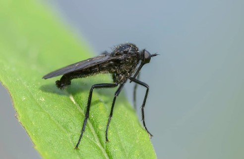 Empididae spec, dance fly spec, balloon flies, dagger flies, diptera, insects, two-winged birds