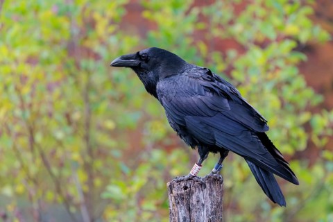 A common raven (Corvus corax) fitted with a GPS transmitter perches on an old fence post amid
