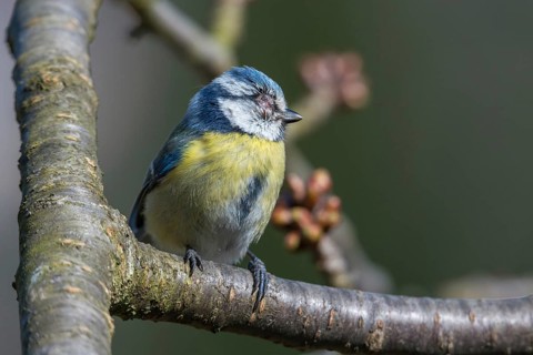 Blue tit, parus caeruleus, birds, sick, tit, passeri, songbirds, songbirds, tits, injured, injury,