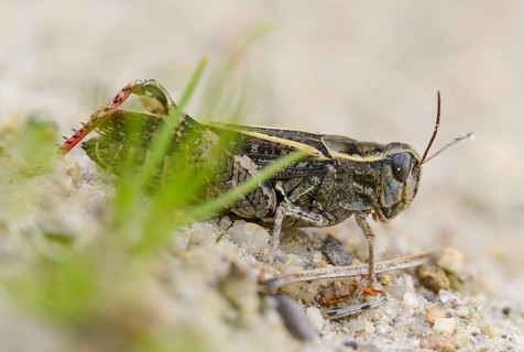 Acrididae, Brandenburg, Caelifera, Calliptamus italicus, Germany, field locust, Italian locust,