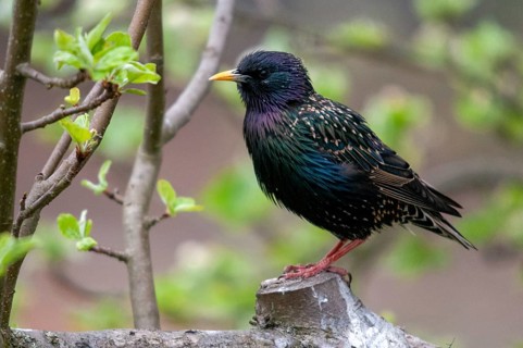 Star, Starling, Sturnus Vulgaris, Birds, Spring, Meadow Orchard, Passeri, Songbirds, Jump, Orchard,
