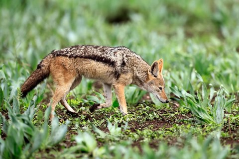 Black-backed jackal (Lupulella mesomelas), adult, stalking, alert, foraging, Kruger National Park,