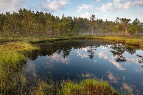 Cloud reflection in a moor lake, Knuthöjdsmossen Nature Reserve, Västmanland, Sweden, July 2018