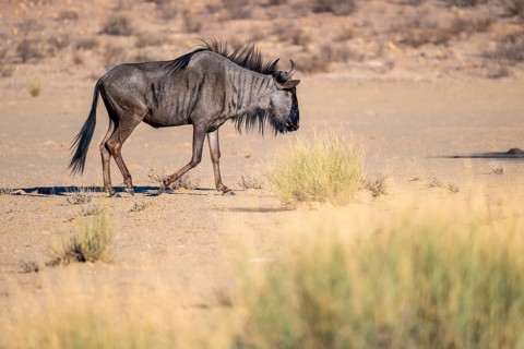 Blue wildebeest (Connochaetes taurinus) in the dry Nossob riverbed, Kalahari Desert, Kgalagadi
