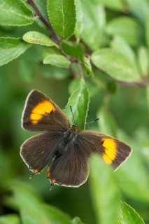 Birch tip, kidney spot, thecla betulae, brown hairstreak, butterfly, female, high size, portrait