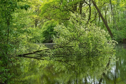 Fallen tree on Bolter Canal, deciduous forest, spring, Müritz National Park, Mecklenburg Lake