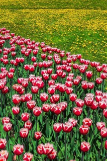 Red and white 'Canadiana' - Triumph Tulips and yellow Taraxacum officinale - Dandelion flowers in