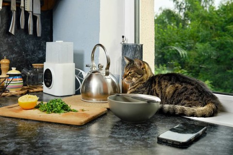 Cat is lying on kitchen counter beside kettle. Fresh herbs and half lemon are cut on wooden board.