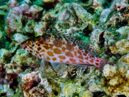 Spotted tufted bass, Spotted coral hawkfish (Cirrhitichthys oxycephalus), resting in a textured