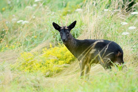 European roe deer (Capreolus capreolus), black roe deer, roebuck, Lower Saxony, Germany