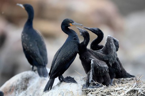 Cape cormorant (Phalacrocorax capensis), adult, two chicks, begging, nest, on rocks, Betty's Bay,