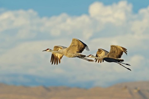 Canada cranes at sunrise. Bosque del Apache, New Mexico, USA. Sandhill Crane Bosque del Apache, New