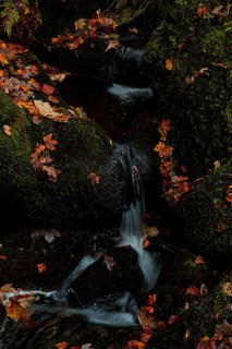 Small watercourse between mossy rocks, covered with autumn leaves, upper part of the Triberg