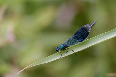 Banded demoiselle, calopteryx splendens, banded dragonfly, damselflies, dragonflies, insects,