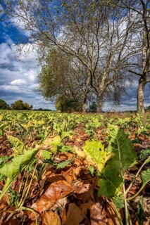 Sugar beet field, the plants are quite stunted, much too small and partly dried up, wilted leaves