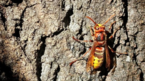 Close-up of a hornet (Vespa crabro) resting on the rough texture of the tree bark, with vivid