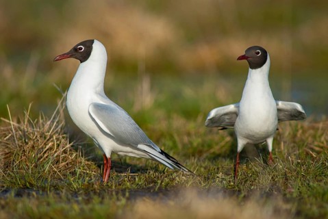 Black-headed gull, Chroicocephalus ridibundus, black-headed gull, Larus ridibundus, birds,