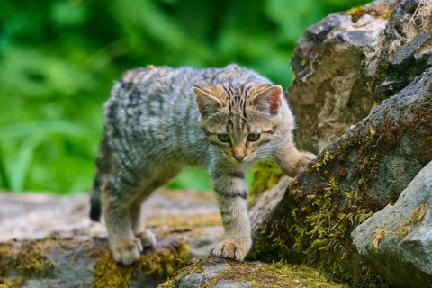 A young kitten climbs carefully over moss-covered rocks in the countryside, juvenile, European