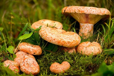 Real irritant, pine blood irritant, lactarius deliciosus, delicious milk cap, noble stimulant,
