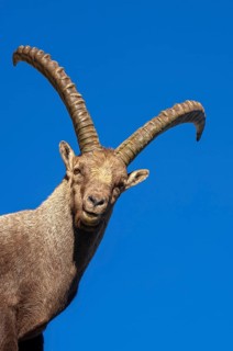 Alpine ibex (Capra ibex), Heiligenblut am Großglockner, Carinthia, Austria