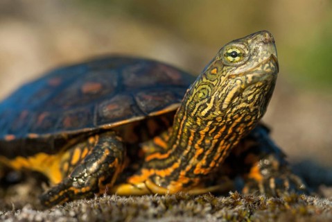Mauremys leprose, Moorish brook turtle, Spanish water turtle, Spanish terrapin, critters,