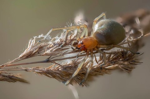 Nurse's thorn finger, arachnida, cheiracanthium punctorium, thorn finger, arachnids, spiders,