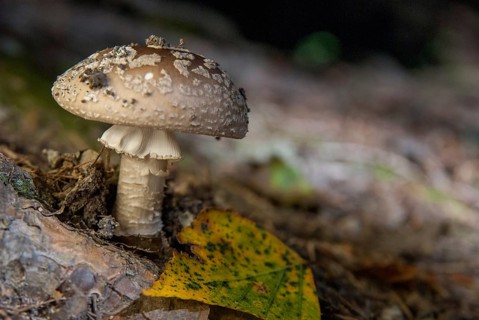 Amanita excelsa, amanita spissa, sunken bead, squat bead, gray fly sponge, gray pearl mushroom,