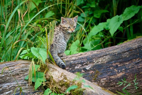 A small kitten sits intently on a tree trunk in a dense forest, a young European wildcat (Felis