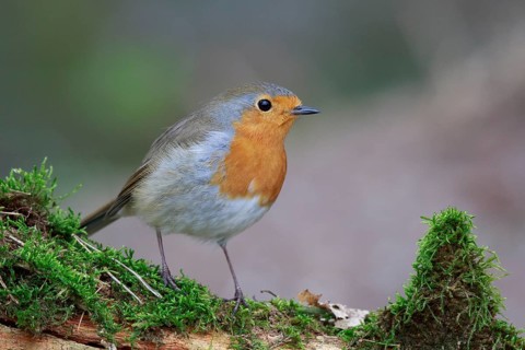 European Robin (Erithacus rubecula), North Rhine-Westphalia, Germany