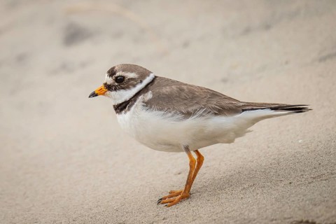 Ringed Plover (Charadrius hiaticula), male, beach, Houvig, North Sea, Denmark