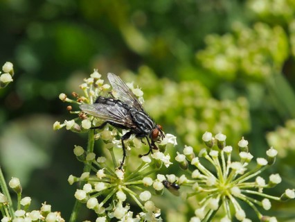 Close-up of Sarcophaga carnaria, a grey flesh fly, perched on white flowers, Goms, Canton of