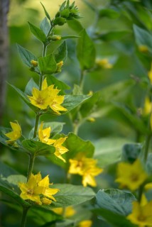 Glandular yellow willow, goldfelberich, lysimachia punctata, primrose, primulaceae, dotted willow,