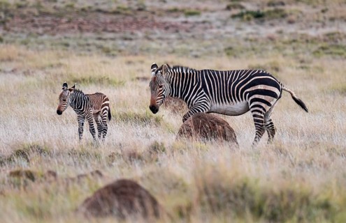 Cape Mountain Zebra (Equus zebra zebra), mother with foal, Mountain Zebra National Park, Eastern
