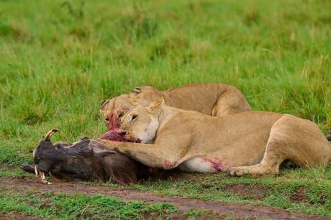 Two lions feeding on their prey together, grassland, warthog (Phacochoerus africanus), lion
