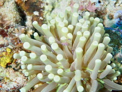 Anemone mushroom coral (Heliofungia actiniformis) with small shrimps on a coral reef, rich in