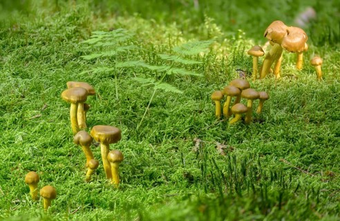 Blood-leafed skin head, blood-red skin head, Cortinarius semisanguineus, dermocybe semisanguinea,
