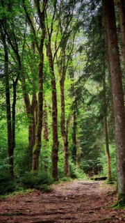 A bright hiking trail leads through a forest of tall trees in natural beauty, hiking in the
