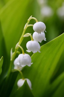 Lily of the valley (Convallaria majalis) – a plant that flowers in spring, close-up of the