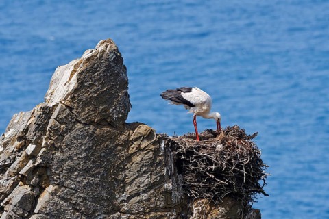 A white stork (Ciconia ciconia) stands on a nest on the rocky coast, Parque Natural do Sudoeste