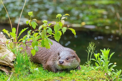 A Eurasian otter (Lutra lutra) lies on the riverbank amid green vegetation on a cloudy day. Czech