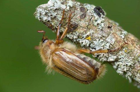 Amphimallon solstitiale, leaf horn beetle, curlew, European June beetle, ribbed curlew, June