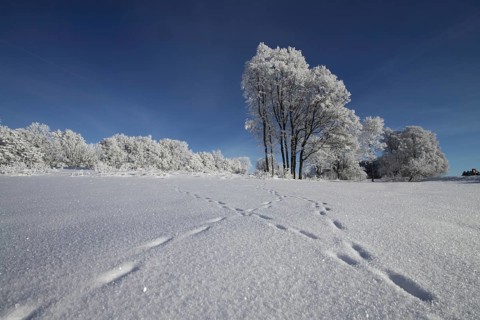Winter landscape with animal tracks in snow, ice, cold weather, Westerheim, Laichingen, Swabian