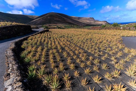 Lanzarote, Canary Islands, Spain, Europe, Aloe Vera Farm, A vast field of desert plants against a