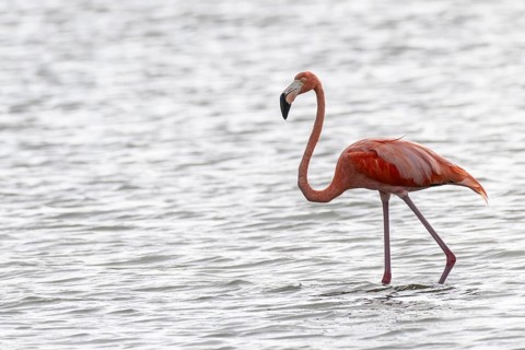 Cuba flamingo (Phoenicopterus ruber), Curacao