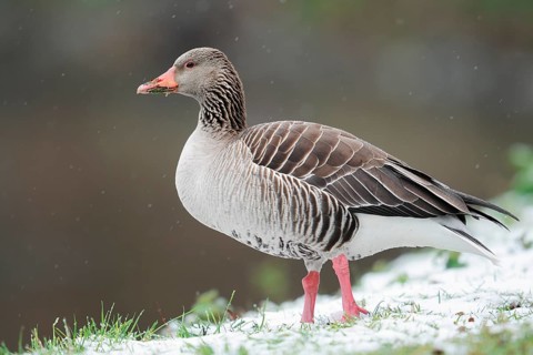 Greylag geese (Anser anser) during a spell of winter weather in spring, snow, North